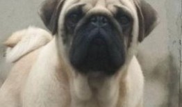 巴哥最新爆料视频,揭秘娱乐圈惊人内幕！